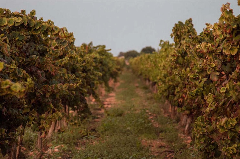 Шикарная усадьба с новой виллой и виноградниками в Sencelles