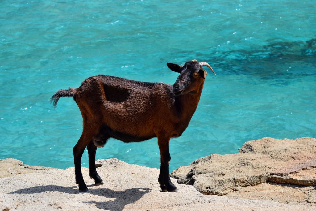 Дикая прирученная коза смотрит и гуляет по скале рядом с бирюзовой морской водой в Кала Фигуэра.