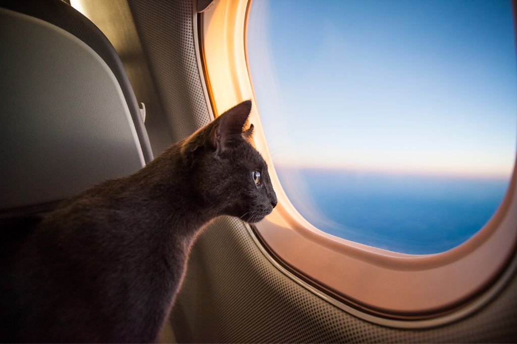 Кот смотрит в иллюминатор в салоне самолета
