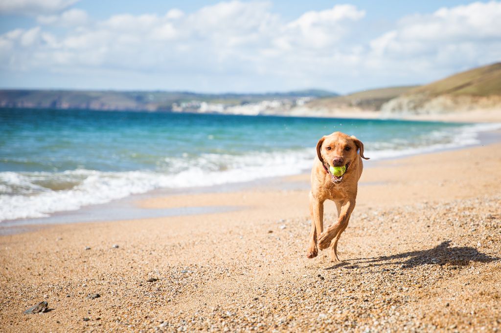 Собака безагет на пляже с мячем