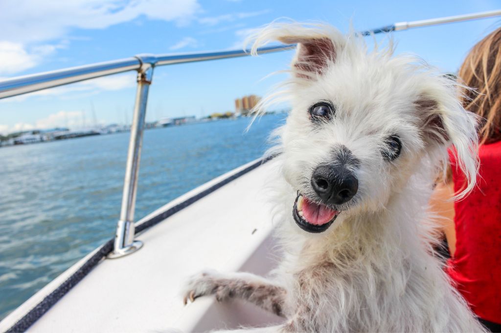 Собака на яхте